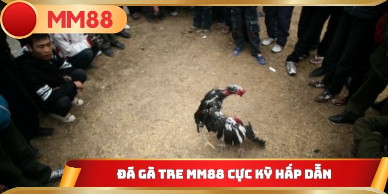 Đá gà tre MM88 cực kỳ hấp dẫn