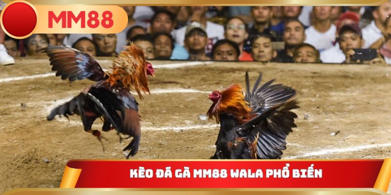 Kèo đá gà MM88 Wala phổ biến