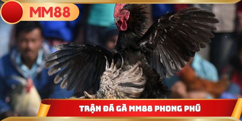 Trận đá gà MM88 phong phú